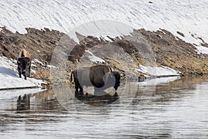 Bison in the Yellowstone River in Springtime