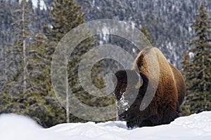 Bison in Yellowstone