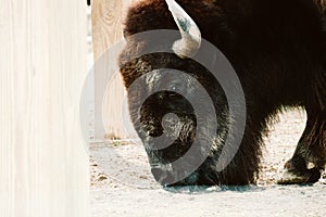 Bison in a zoo