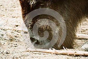 Bison in a zoo