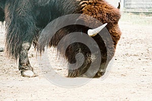 Bison in a zoo