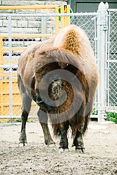 Bison in a zoo