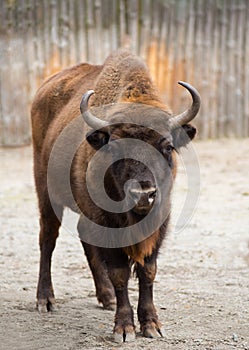 Bison at the zoo