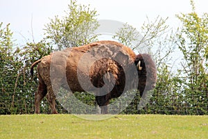 bison - zoo - france
