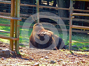 Bison at zoo Targu Mures