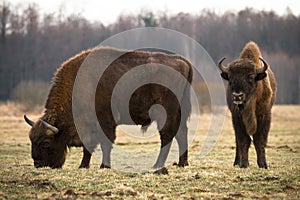 Bisons