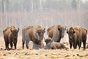 Bisons