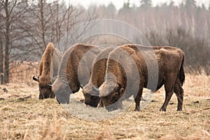 Bisons