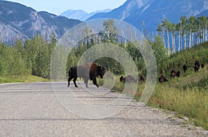 Bisons around the Alaska Highway in Northern BC