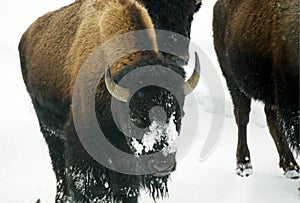 Bisons Buffalos in Winter in Yellowstone National Park, Wyoming and Montana. Northwest. Yellowstone is a winter wonderlandpe.