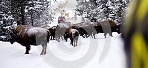 Bisons Buffalos in Winter in Yellowstone National Park, Wyoming and Montana. Northwest. Yellowstone is a winter wonderlandpe.