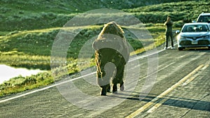 Bisons Buffalos in Yellowstone National Park, Wyoming and Montana.