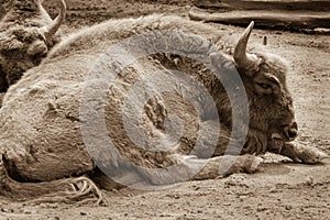 Bisons close up sleeping on a ground in the zoo. Sepia photo of