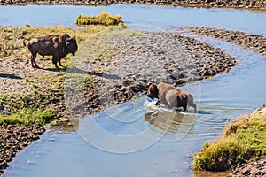 Bisons crossing a river in Yellowston photo