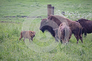 Bisons of different age grazing in a field