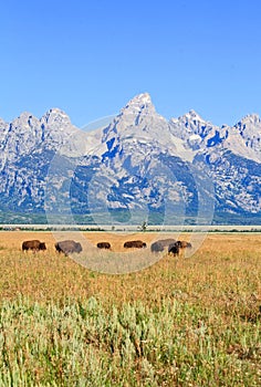 Bisons at Grand Teton National Park