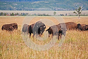 Bisons at Grand Teton National Park