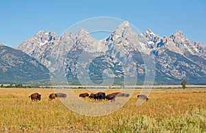 Bisons at Grand Teton National Park