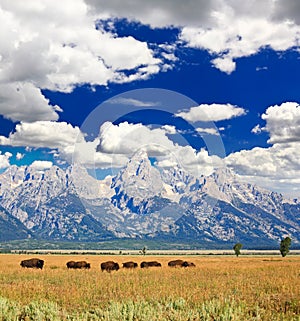 Bisons in Grand Teton National Park