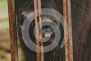 Bisons head mouth and nose of the hoofed zoo