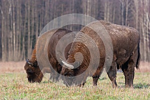 Bisons on a meadow in the Bialowieza National Park