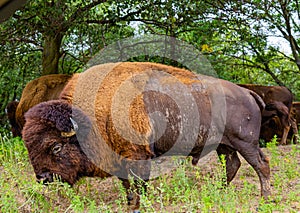 Bisons on the plain Gretna Nebraska