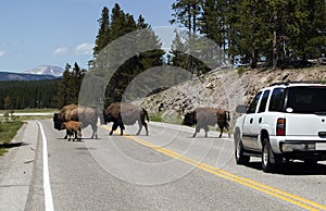 Bisons on the road