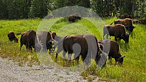 Bisons at the road in Yukon,Canada
