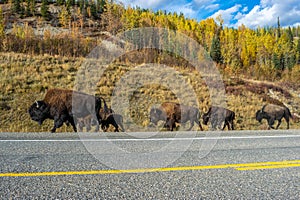 Bisons walking next to the road, Alaskan Highway, Yukon, Canada