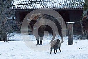 Bisons in winter time. Wild life in swedish nature park Skansen, Stockholm, Sweden