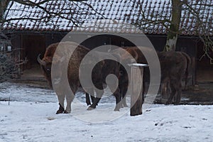 Bisons in winter time. Wild life in swedish nature park Skansen, Stockholm, Sweden