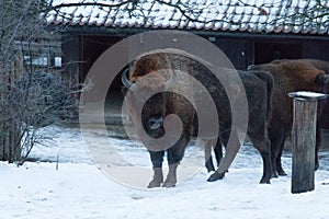 Bisons in winter time. Wild life in swedish nature park Skansen, Stockholm, Sweden