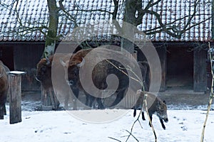 Bisons in winter time. Wild life in swedish nature park Skansen, Stockholm, Sweden