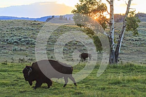 Bisons in Yellowstone National Park