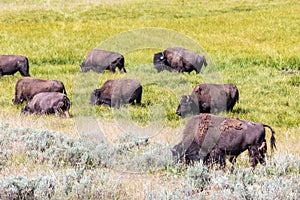 Bisons in Yellowstone National Park, Wyoming, USA