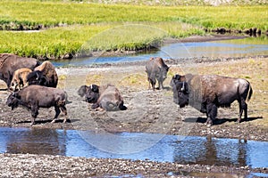 Bisons in Yellowstone National Park, Wyoming, USA