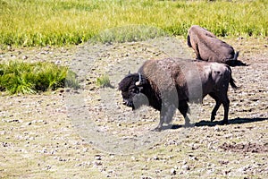 Bisons in Yellowstone National Park, Wyoming, USA