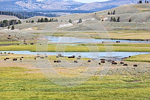 Bisons in Yellowstone National Park, Wyoming, USA