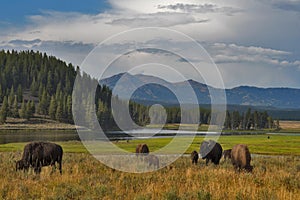Bisons at Yellowstone, img
