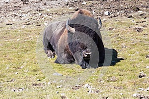 Bisons in Yellowstone National Park, Wyoming, USA photo