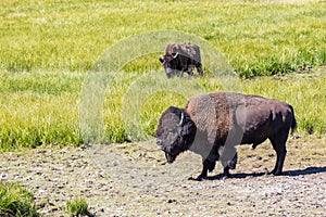 Bisons in Yellowstone National Park, Wyoming, USA