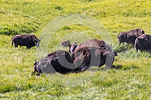 Bisons in Yellowstone National Park, Wyoming, USA