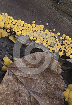 Bisporella citrina [Calycella citrina]