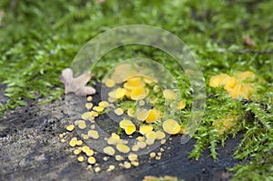 Bisporella citrina [Calycella citrina]