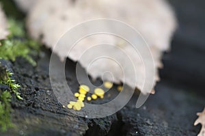 Bisporella citrina [Calycella citrina]
