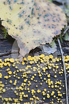 Bisporella citrina [Calycella citrina]