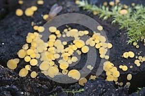 Bisporella citrina [Calycella citrina]