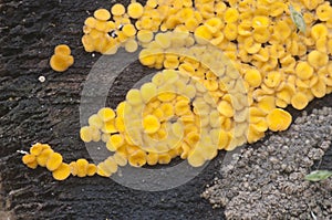 Bisporella citrina [Calycella citrina]
