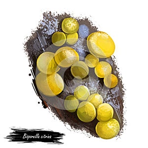 Bisporella citrina, fairy cups or lemon discos mushroom closeup digital art illustration. Boletus have smooth, bright yellow fruit