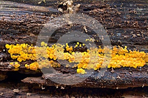 Bisporella citrina fungus photo